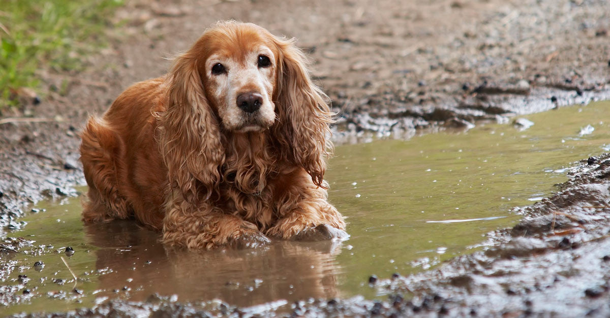 A dog with a oily coat needing a bath