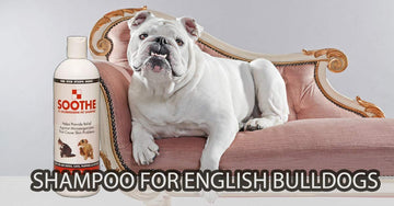 Shampoo for English Bulldogs | The Best Dog Shampoo