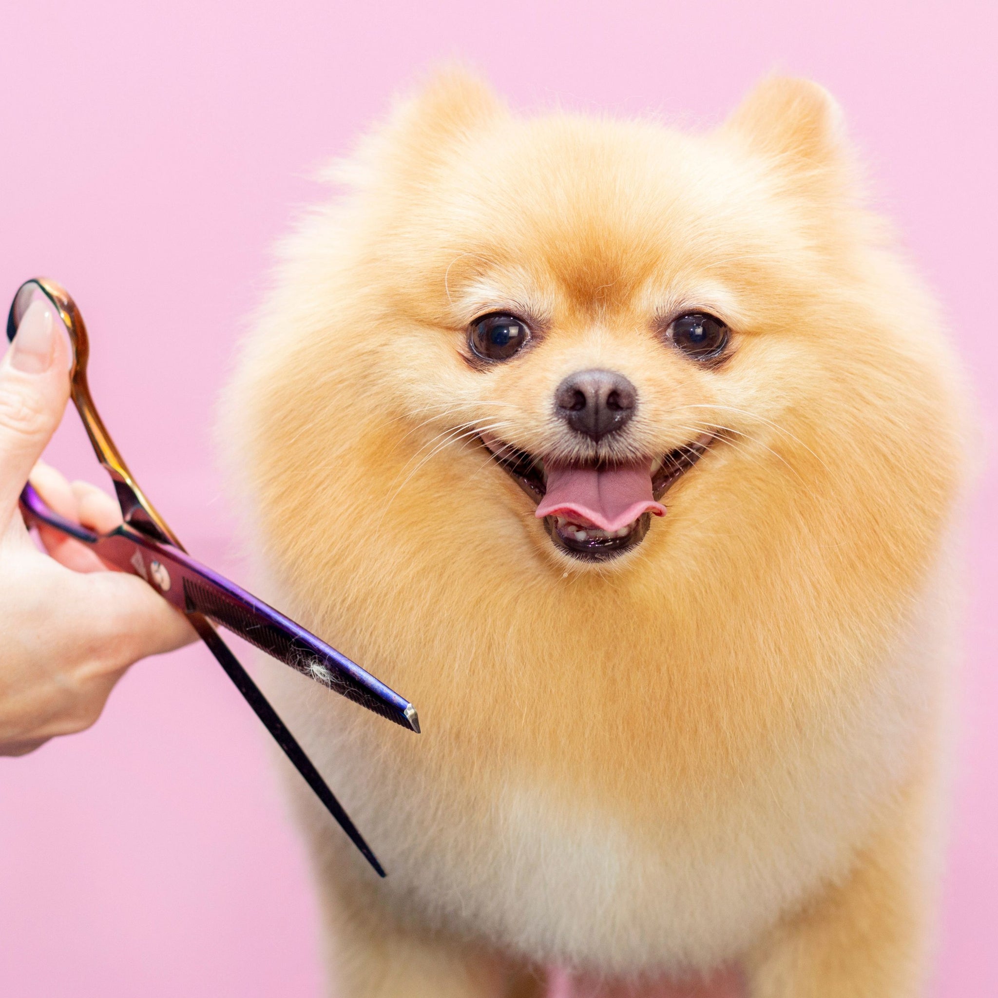 The Secret Weapon To Unleash Your Dog's Healthiest Coat: Nourishing Conditioners