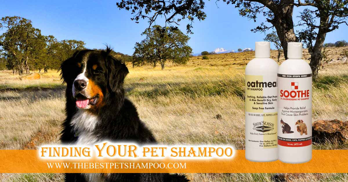 GUIDE to | Best Dog Shampoo Allergies + Sensitive Skin