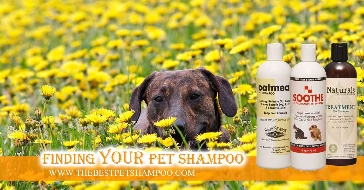 GUIDE to | Best Dog Shampoo for Dry, Itchy Skin