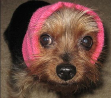 Load image into Gallery viewer, Happy Hoodie Expandable Dog Calming Headband | Comforts &amp; Protects
